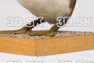 Bird leg reference 0005